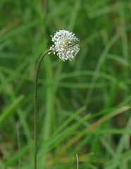 Plantago argentea
