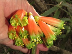 Clivia gardenii