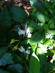 Lonicera japonica