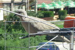 Streptopelia decaocto