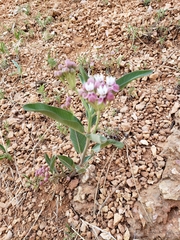Asclepias hallii
