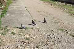 Columba livia domestica