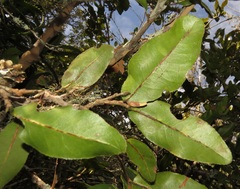Ochna arborea