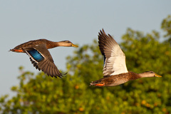 Anas platyrhynchos × fulvigula