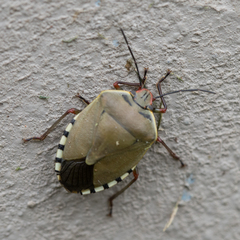 Chinavia erythrocnemis