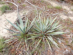Yucca pallida