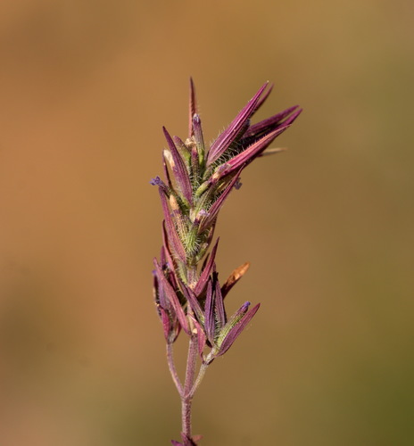 Ziziphora tenuior