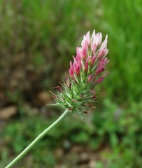 Trifolium incarnatum molinerii