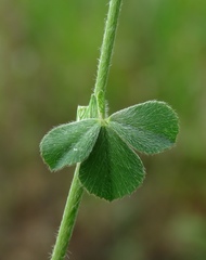 Trifolium incarnatum molinerii