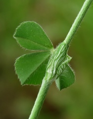 Trifolium incarnatum molinerii