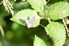 Echinargus
