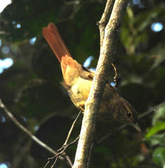 Ancistrops strigilatus