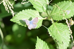 Echinargus