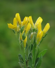 Genista sericea