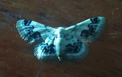 Idaea macrospila
