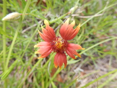 Gaillardia amblyodon