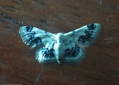 Idaea macrospila