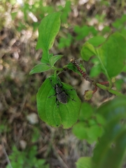 Liophloeus tessulatus