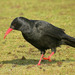 Red-billed Chough - Photo (c) Paul Roberts, some rights reserved (CC BY-NC)