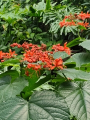 Clerodendrum speciosissimum