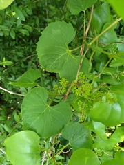 Vitis