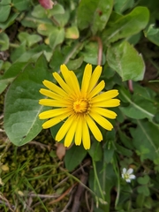 Cichorieae