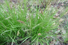 Carex