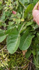 Cichorieae