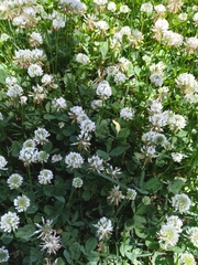 Trifolium repens