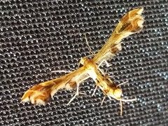 Geina periscelidactylus