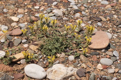 Scutellaria orientalis