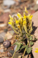 Scutellaria orientalis