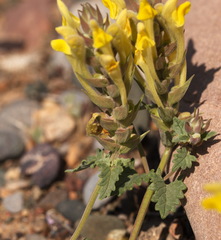 Scutellaria orientalis