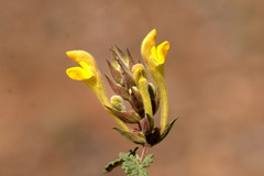 Scutellaria orientalis