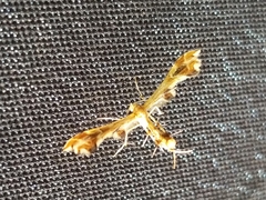 Geina periscelidactylus