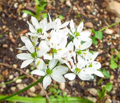 Allium trifoliatum