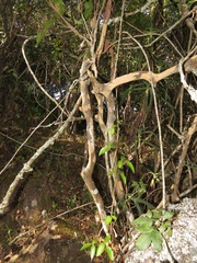 Ochna arborea