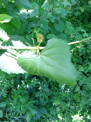 Vitis