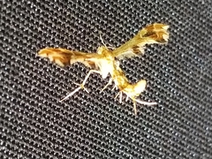 Geina periscelidactylus