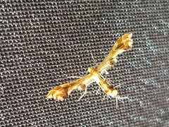 Geina periscelidactylus