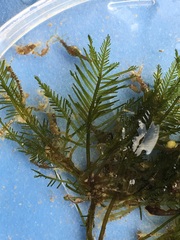 Bryopsis corticulans