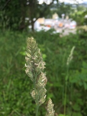 Dactylis glomerata