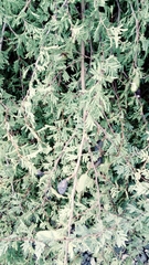 Vachellia farnesiana