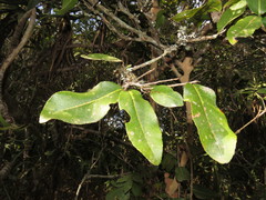 Ochna arborea