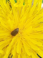 Coleoptera