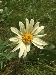 Wyethia helianthoides