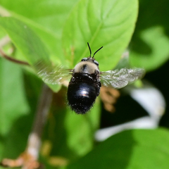 Xylocopa tabaniformis orpifex
