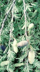 Vachellia farnesiana