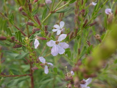 Lythrum alatum