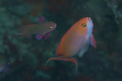 Pseudanthias cooperi